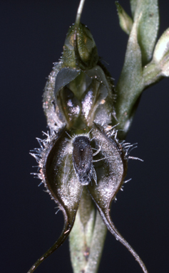 APII jpeg image of Pterostylis ciliata  © contact APII
