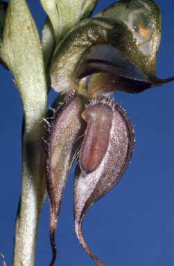 APII jpeg image of Pterostylis lingua  © contact APII