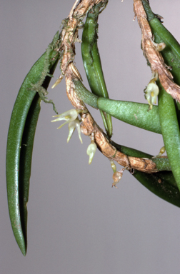 APII jpeg image of Bulbophyllum shepherdii  © contact APII