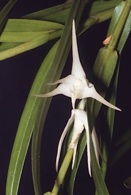 APII jpeg image of Dendrobium tozerense  © contact APII