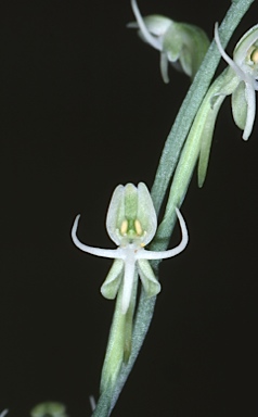 APII jpeg image of Habenaria chlorosepala  © contact APII