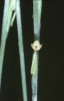 APII jpeg image of Habenaria exilis  © contact APII