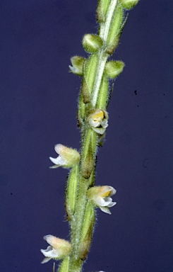 APII jpeg image of Hetaeria oblongifolia  © contact APII