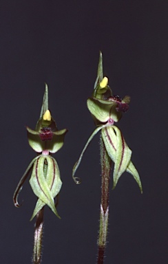 APII jpeg image of Caladenia brevisura  © contact APII