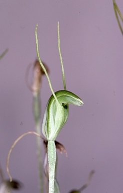 APII jpeg image of Pterostylis nana  © contact APII