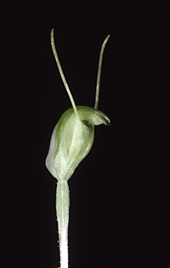 APII jpeg image of Pterostylis clavigera  © contact APII