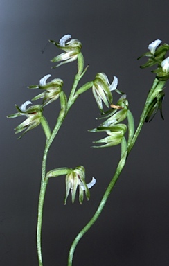 APII jpeg image of Prasophyllum parvifolium  © contact APII
