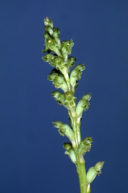 APII jpeg image of Microtis unifolia  © contact APII
