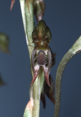 APII jpeg image of Pterostylis rufa  © contact APII