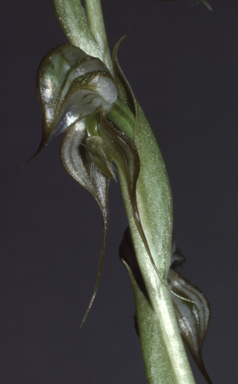 APII jpeg image of Pterostylis leptochila  © contact APII