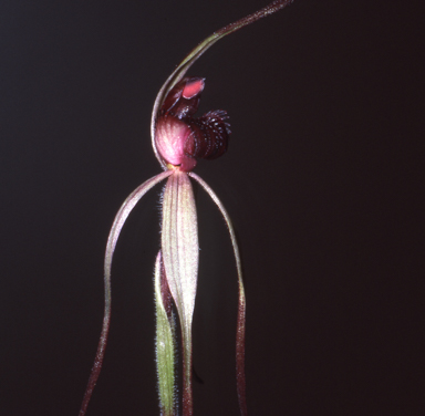 APII jpeg image of Caladenia australis  © contact APII