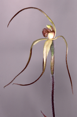 APII jpeg image of Caladenia fragrantissima  © contact APII