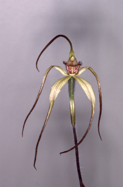 APII jpeg image of Caladenia fragrantissima  © contact APII