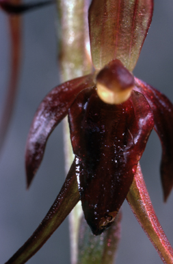 APII jpeg image of Acianthus caudatus  © contact APII