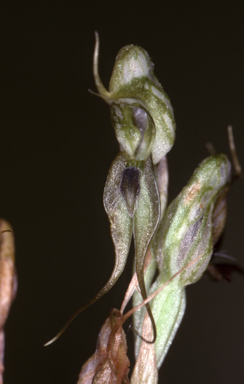 APII jpeg image of Pterostylis  © contact APII