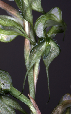 APII jpeg image of Pterostylis  © contact APII