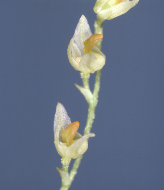 APII jpeg image of Bulbophyllum argyropus  © contact APII