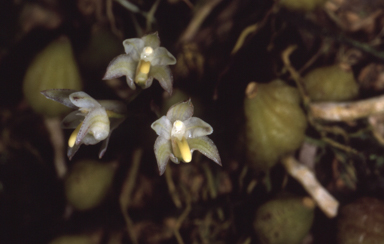 APII jpeg image of Bulbophyllum wilkianum  © contact APII