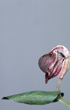 APII jpeg image of Corybas unguiculatus  © contact APII