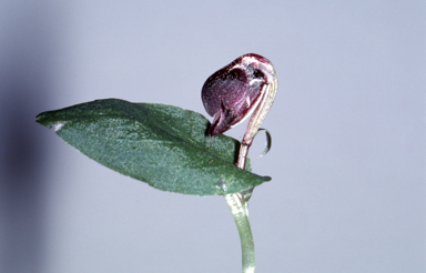 APII jpeg image of Corybas unguiculatus  © contact APII