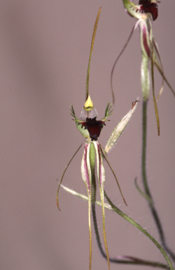 APII jpeg image of Caladenia tentaculata  © contact APII
