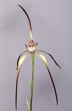 APII jpeg image of Caladenia anthracina  © contact APII