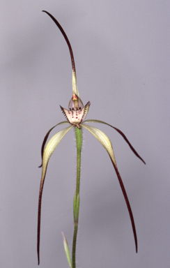 APII jpeg image of Caladenia anthracina  © contact APII