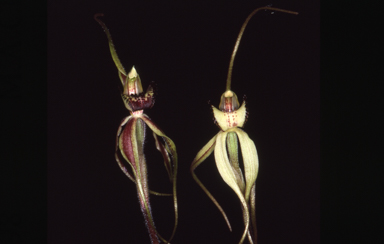 APII jpeg image of Caladenia arenaria  © contact APII