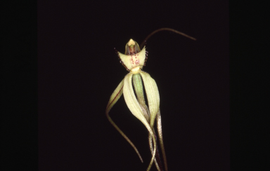 APII jpeg image of Caladenia arenaria  © contact APII