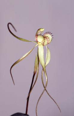 APII jpeg image of Caladenia arenaria  © contact APII
