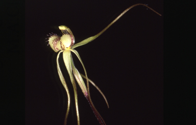 APII jpeg image of Caladenia arenaria  © contact APII