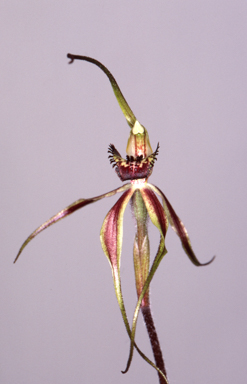 APII jpeg image of Caladenia arenaria  © contact APII