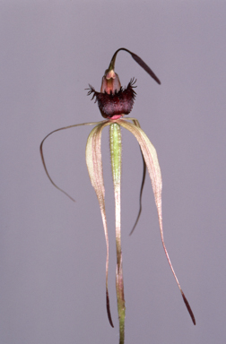 APII jpeg image of Arachnorchis osmera  © contact APII