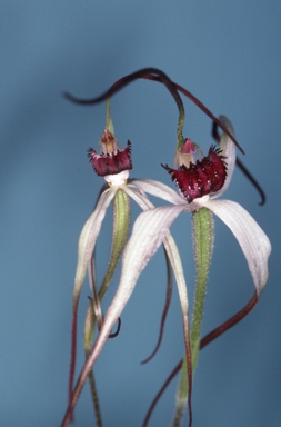 APII jpeg image of Caladenia behrii  © contact APII