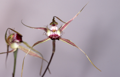 APII jpeg image of Caladenia brownii  © contact APII