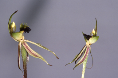 APII jpeg image of Caladenia concinna  © contact APII