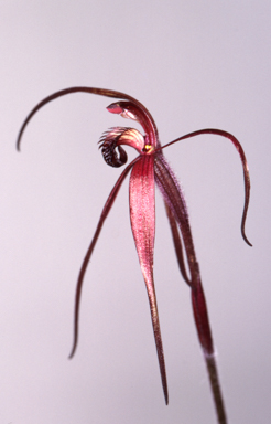 APII jpeg image of Caladenia concolor  © contact APII