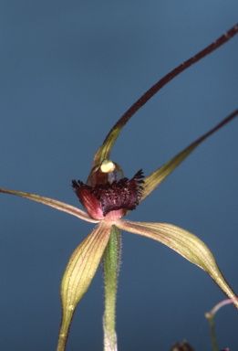 APII jpeg image of Arachnorchis dienema  © contact APII