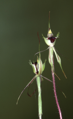 APII jpeg image of Caladenia phaeoclavia  © contact APII