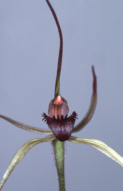 APII jpeg image of Caladenia orestes  © contact APII