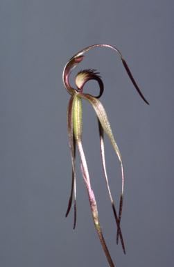 APII jpeg image of Arachnorchis osmera  © contact APII