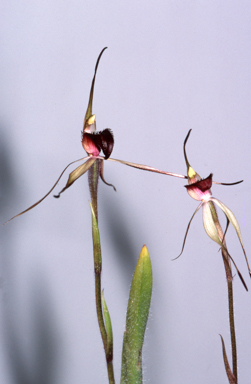 APII jpeg image of Caladenia montana  © contact APII