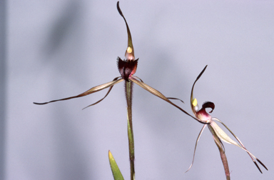 APII jpeg image of Caladenia montana  © contact APII
