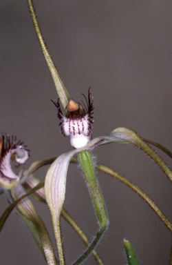 APII jpeg image of Caladenia longicauda subsp. calcigena  © contact APII
