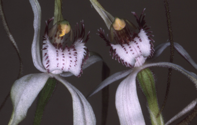 APII jpeg image of Caladenia longicauda subsp. borealis  © contact APII