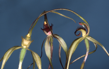 APII jpeg image of Caladenia patersonii  © contact APII