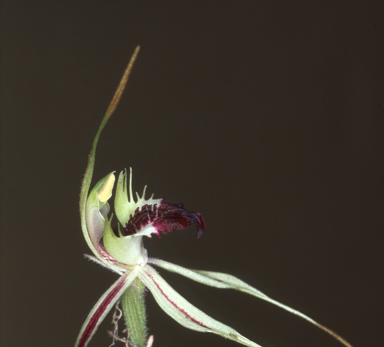 APII jpeg image of Caladenia phaeoclavia  © contact APII