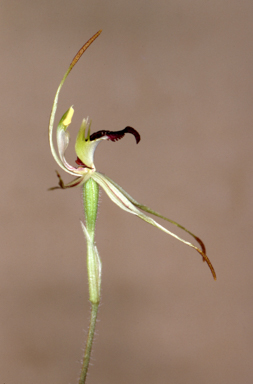 APII jpeg image of Caladenia phaeoclavia  © contact APII