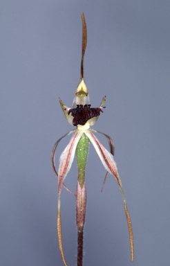APII jpeg image of Caladenia phaeoclavia  © contact APII