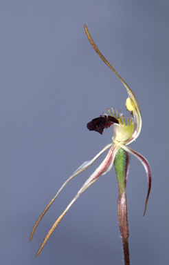 APII jpeg image of Caladenia phaeoclavia  © contact APII